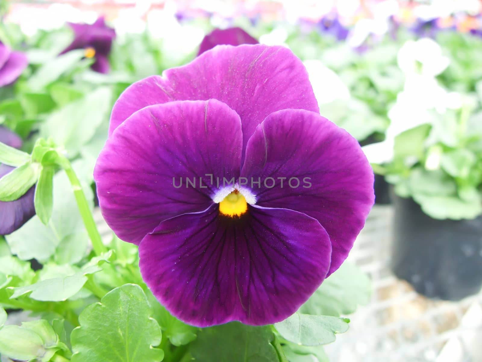Purple Flower Pansies closeup of colorful pansy flower  by yuiyuize