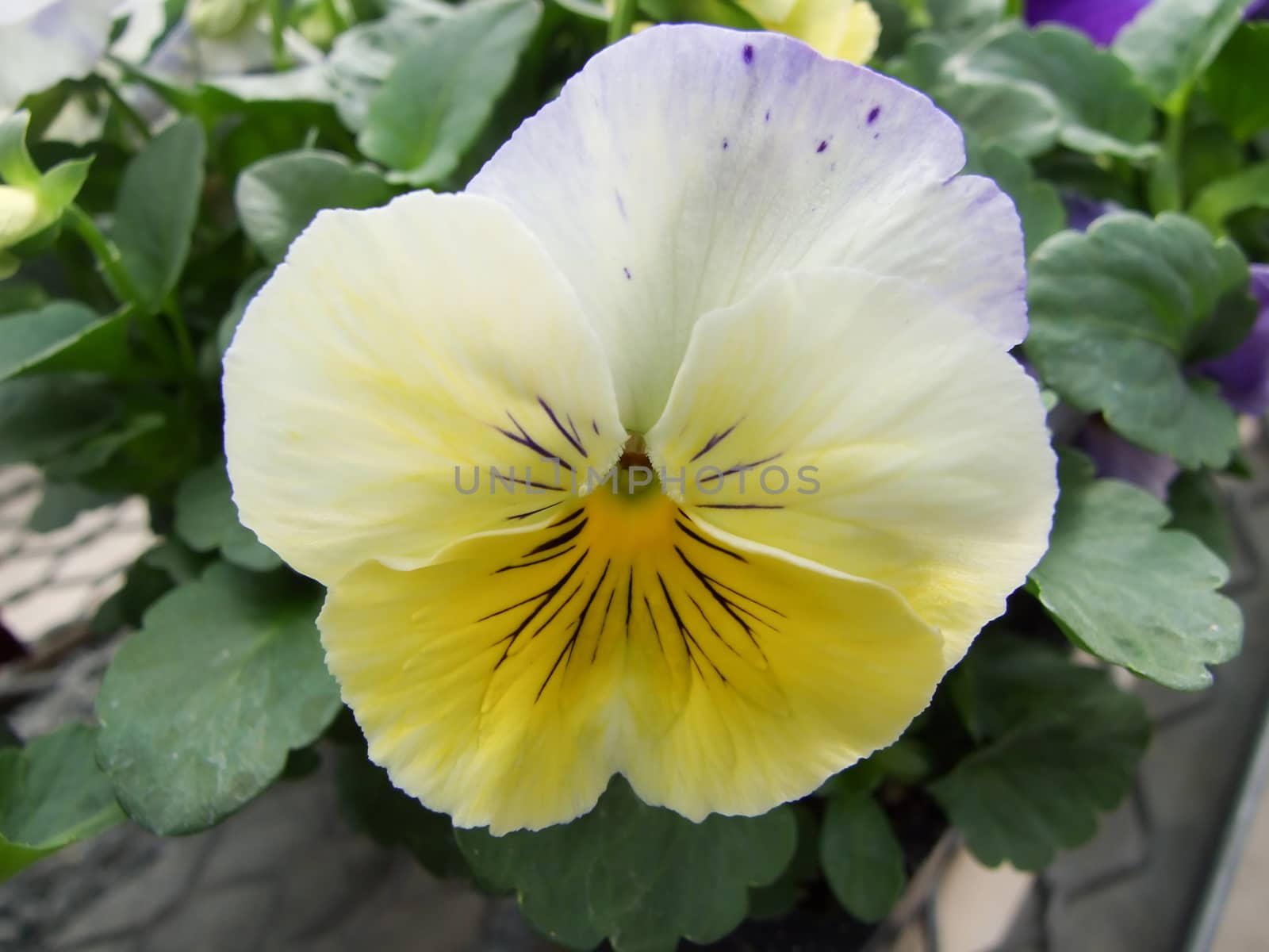 Light Yellow Flower Pansies closeup of colorful pansy flower by yuiyuize