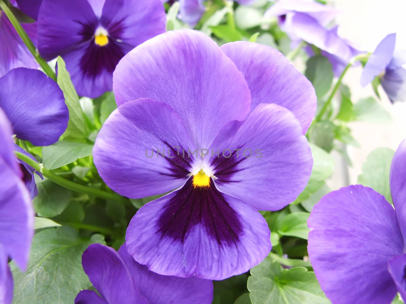 Purple Flower Pansies closeup of colorful pansy flower  by yuiyuize