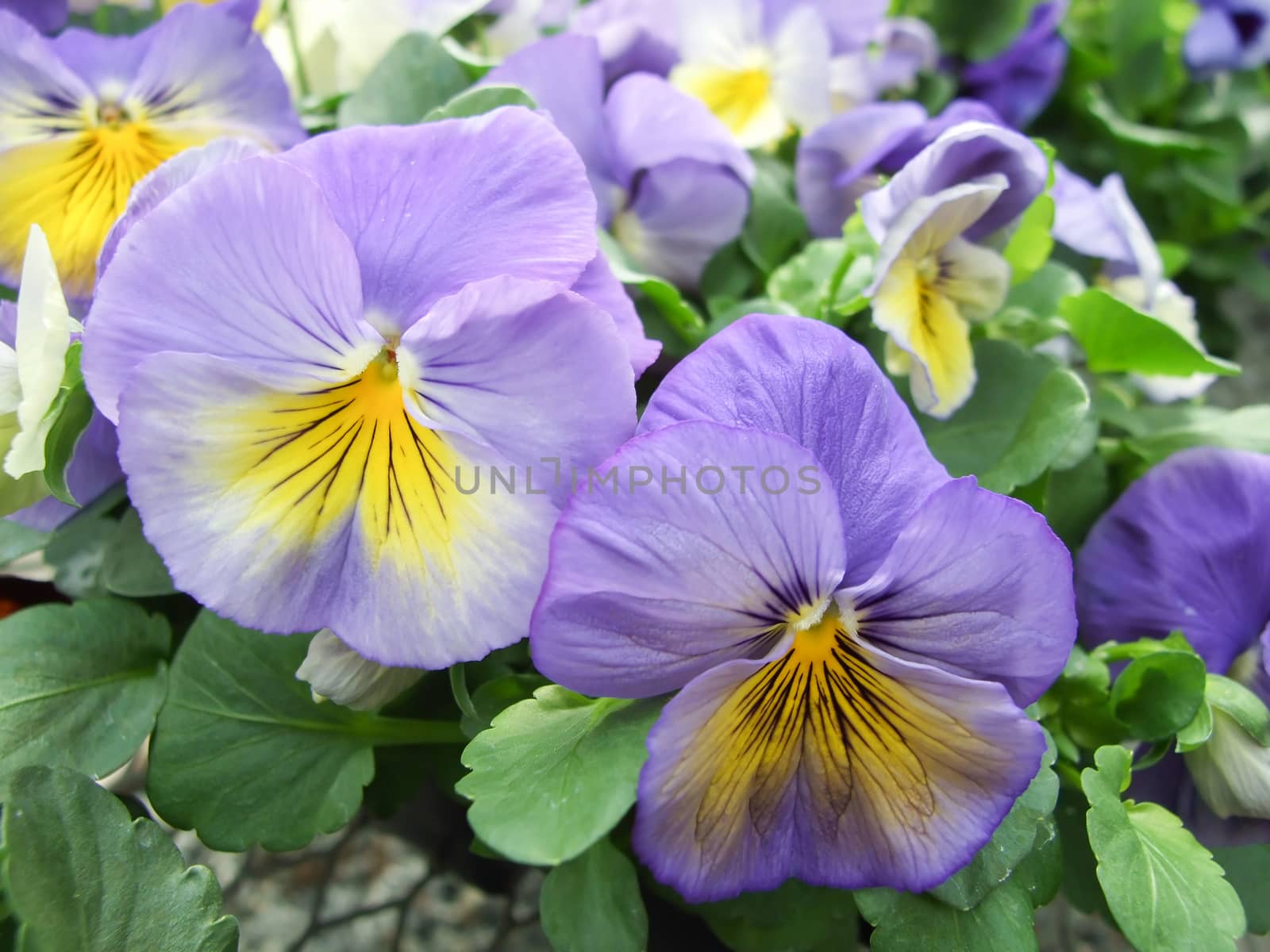 Blue and Yellow Flower Pansies closeup of colorful pansy flower, pot plant