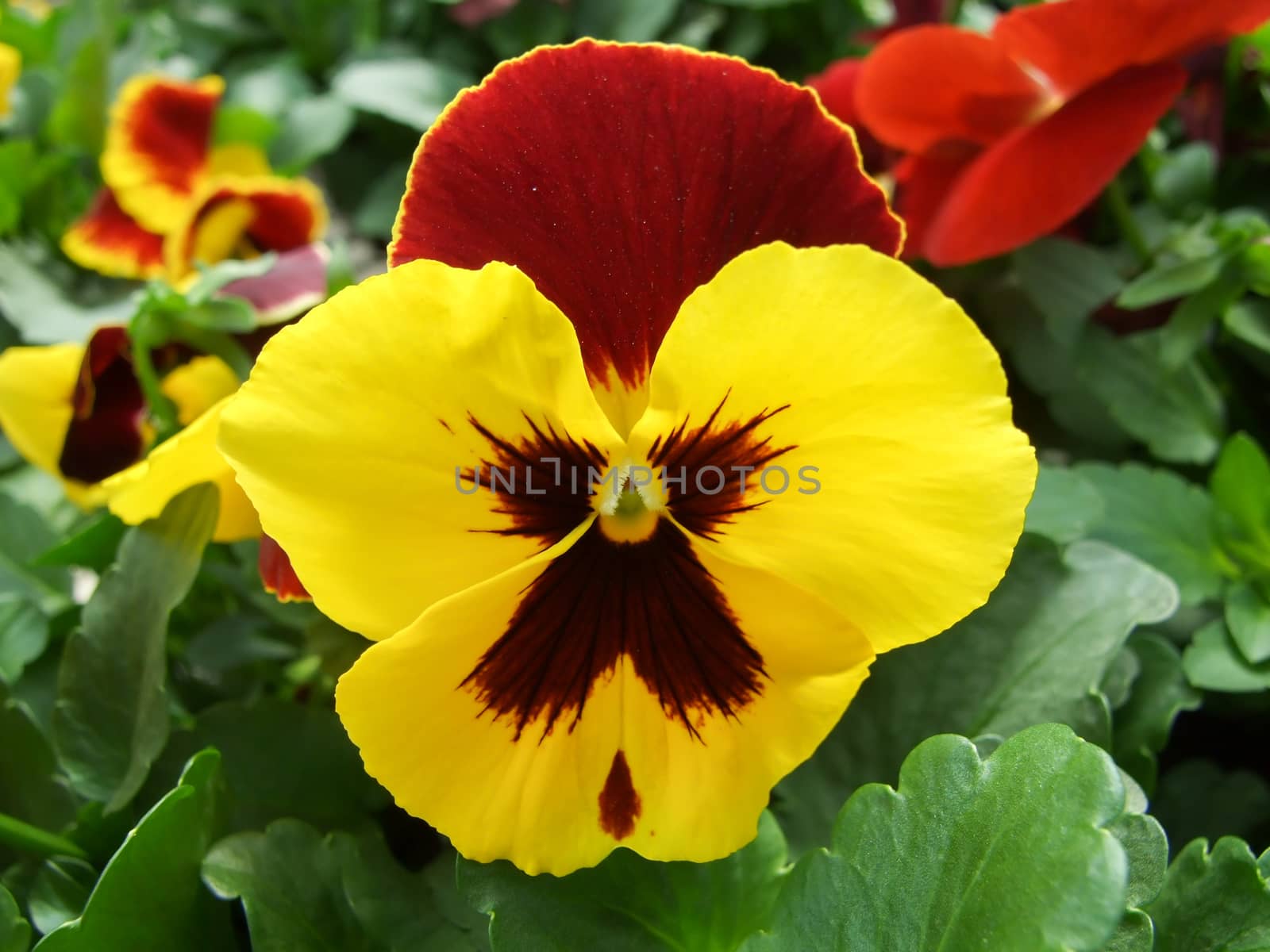 Yellow and Black Flower Pansies closeup of colorful pansy flower, pot plant.