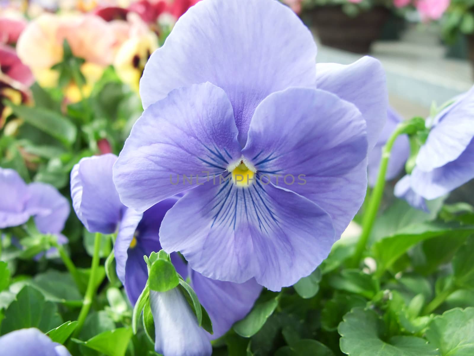 Blue Flower Pansies closeup of colorful pansy flower with yellow center, flower pot plant.