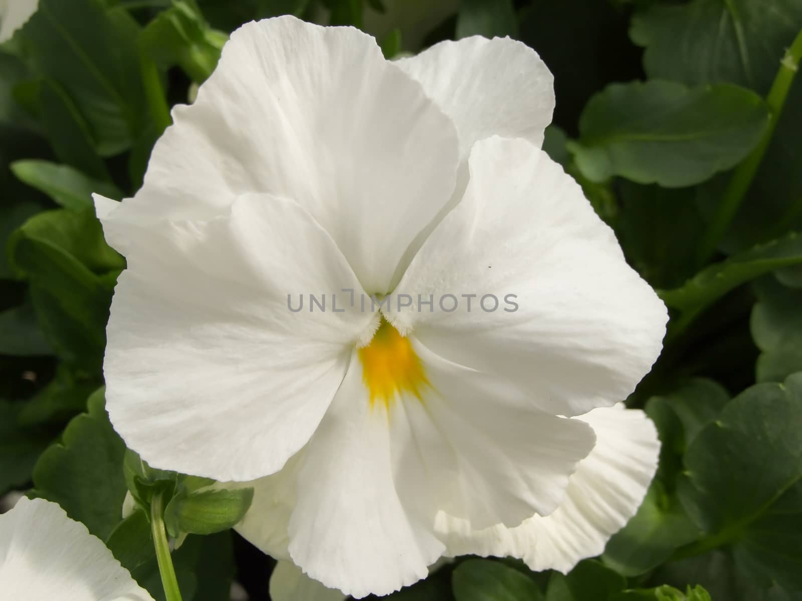 White Flower Pansies closeup of colorful pansy flower  by yuiyuize