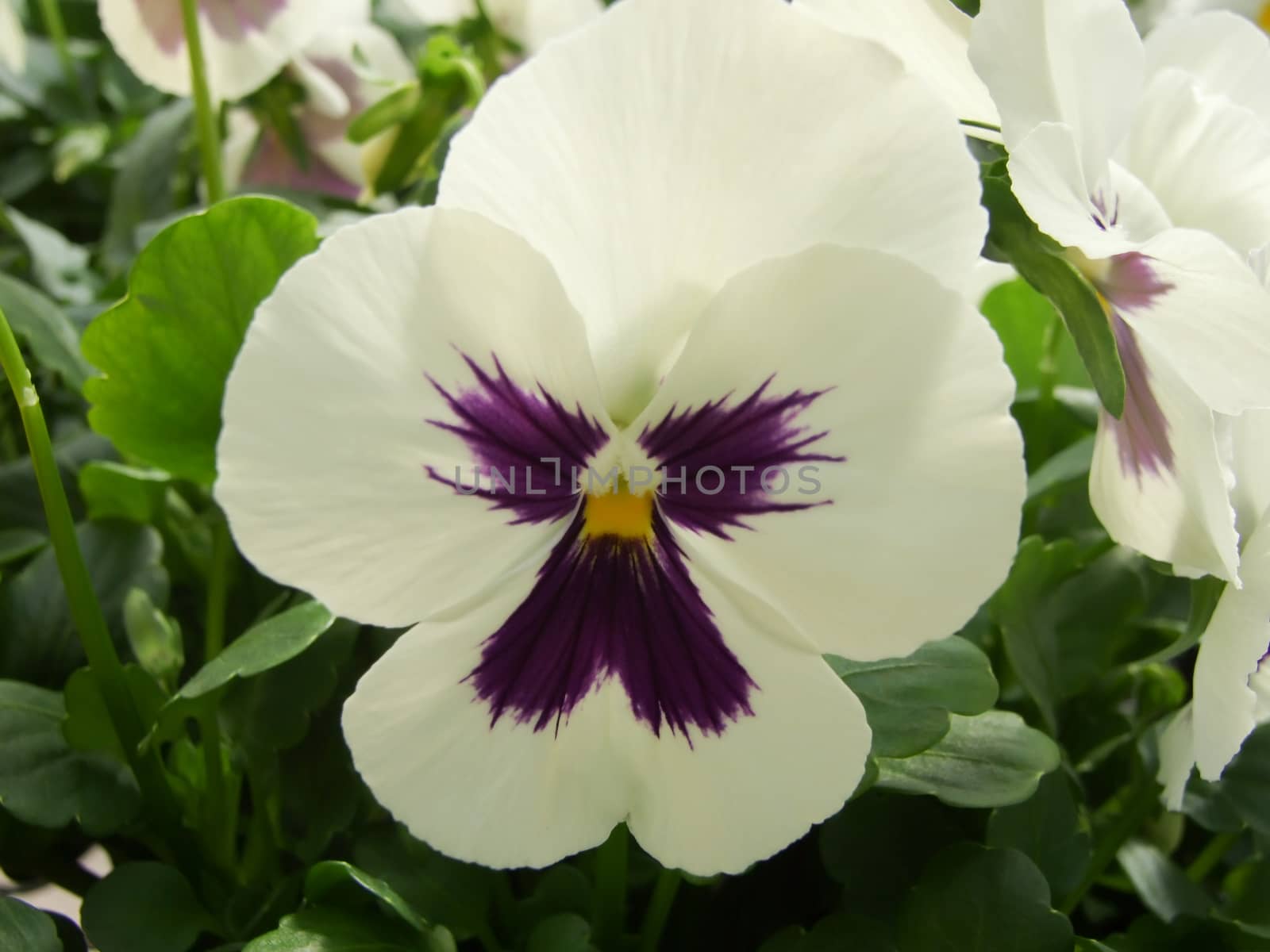 White and Black Flower Pansies closeup of colorful pansy flower, pot plant. 