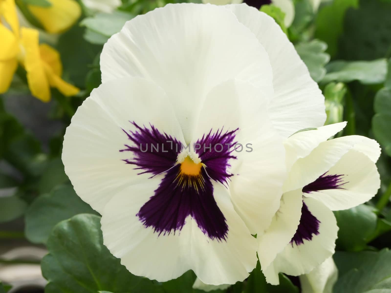 White and Black Flower Pansies closeup of colorful pansy flower, pot plant. 