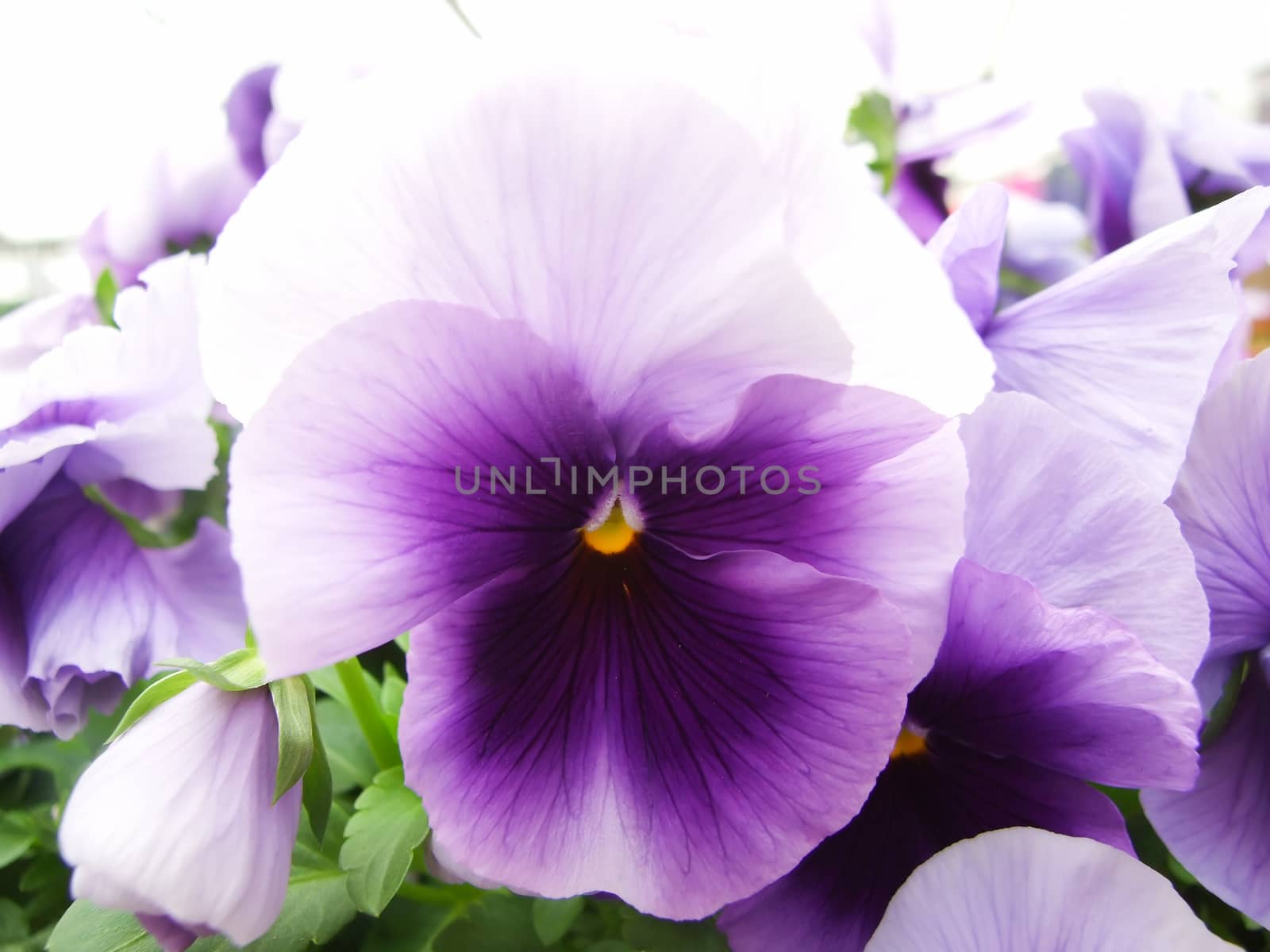 Purple Flower Pansies closeup of colorful pansy flower by yuiyuize