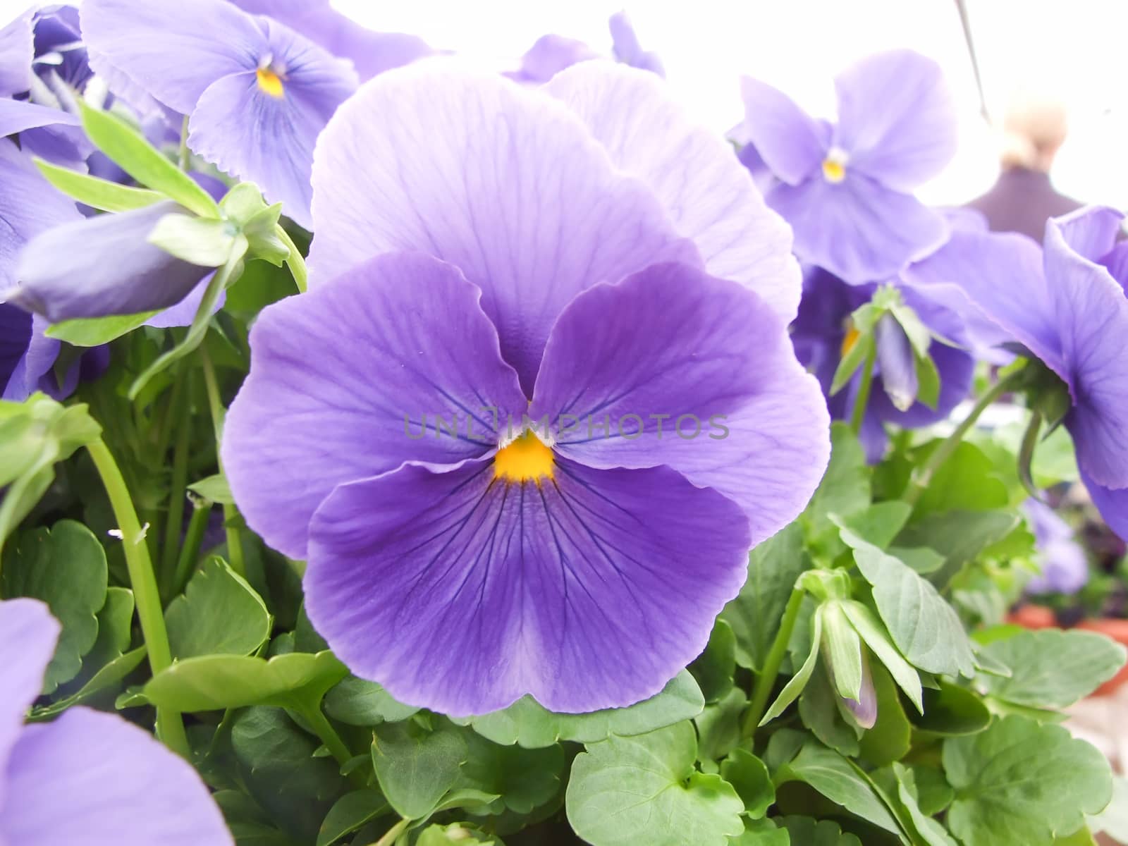 Blue Flower Pansies closeup of colorful pansy flower   by yuiyuize