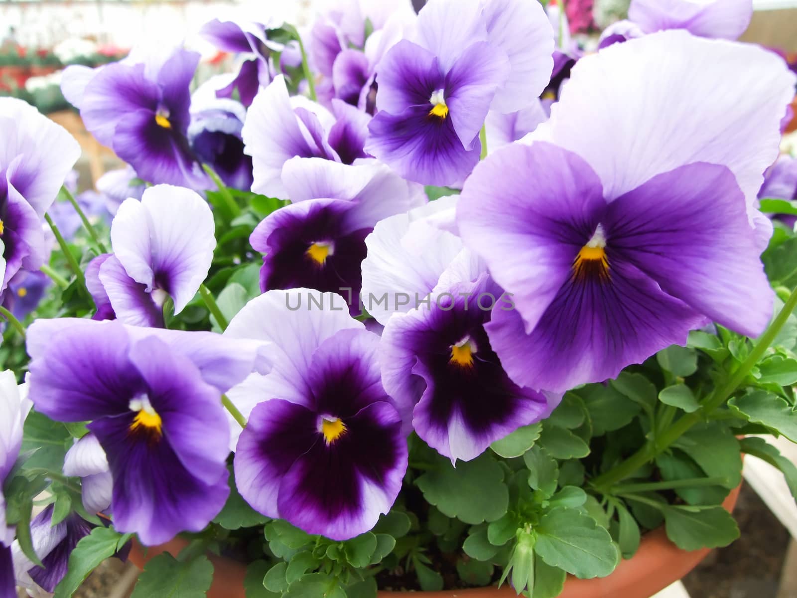 Purple Flower Pansies closeup of colorful pansy flower with yellow center, flower pot plant.