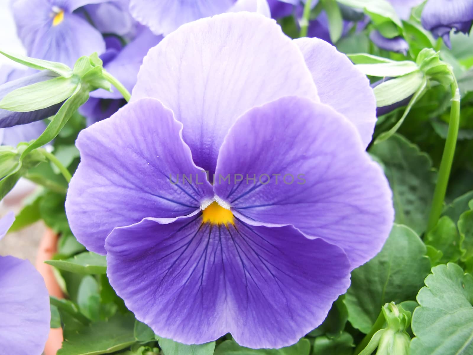 Blue Flower Pansies closeup of colorful pansy flower with yellow center, flower pot plant.