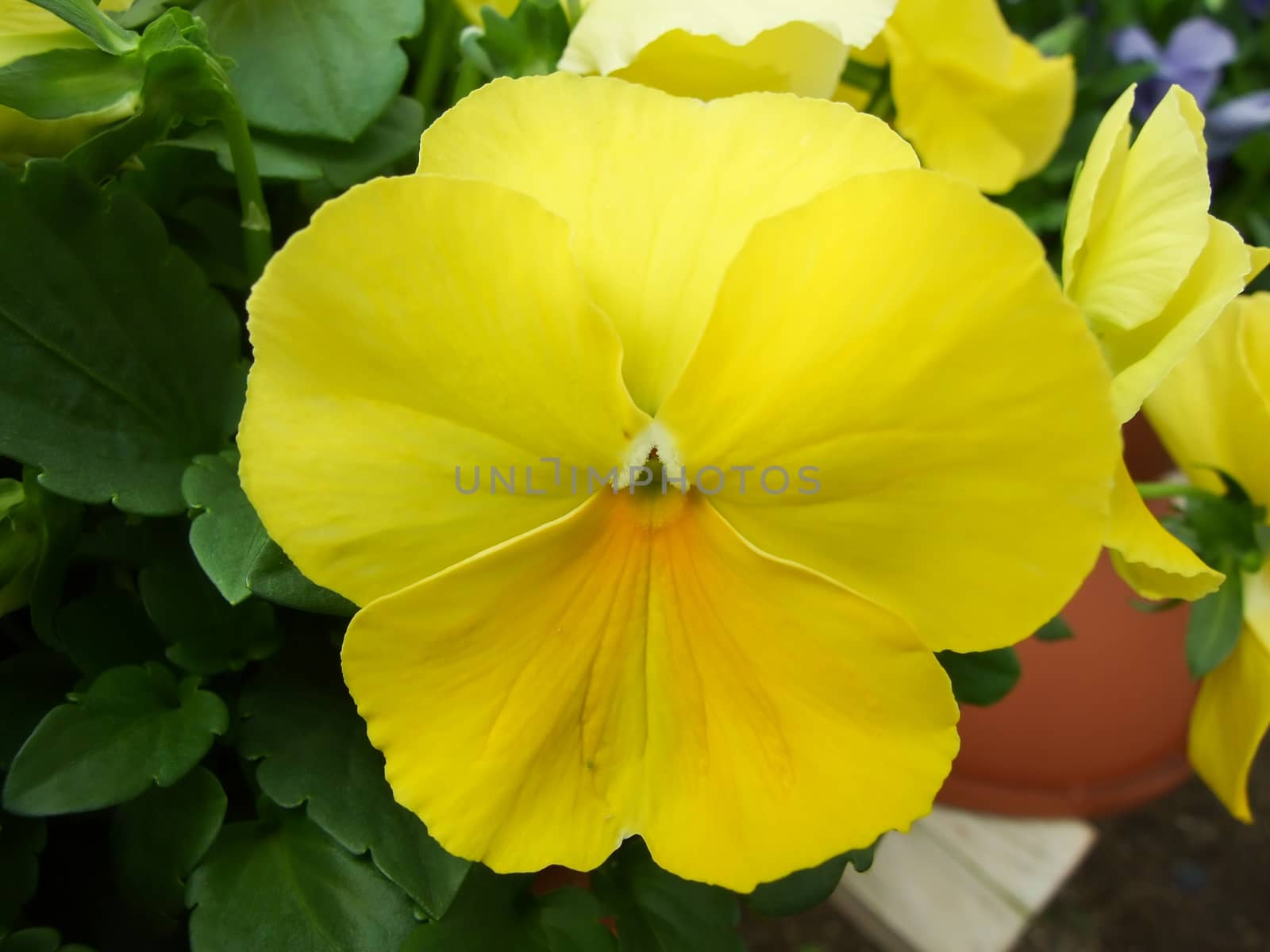 Yellow Pansies closeup of colorful pansy flower  by yuiyuize