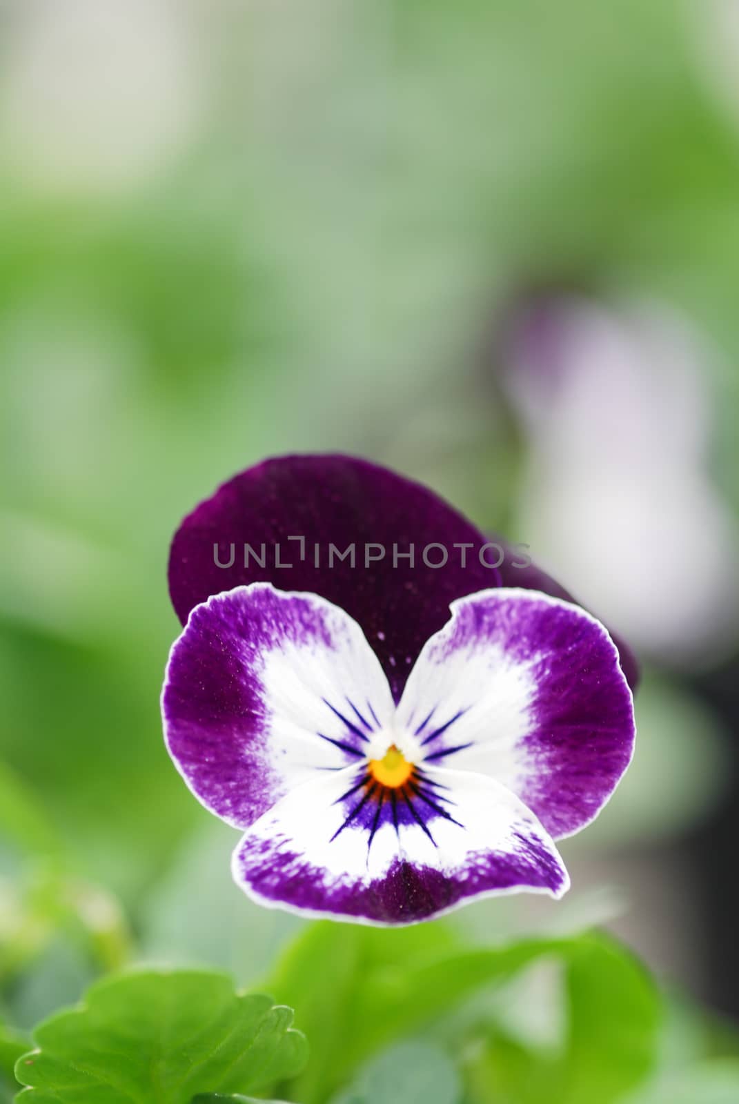 Purple and White Flower Pansies closeup of colorful pansy flower, pot plant. 