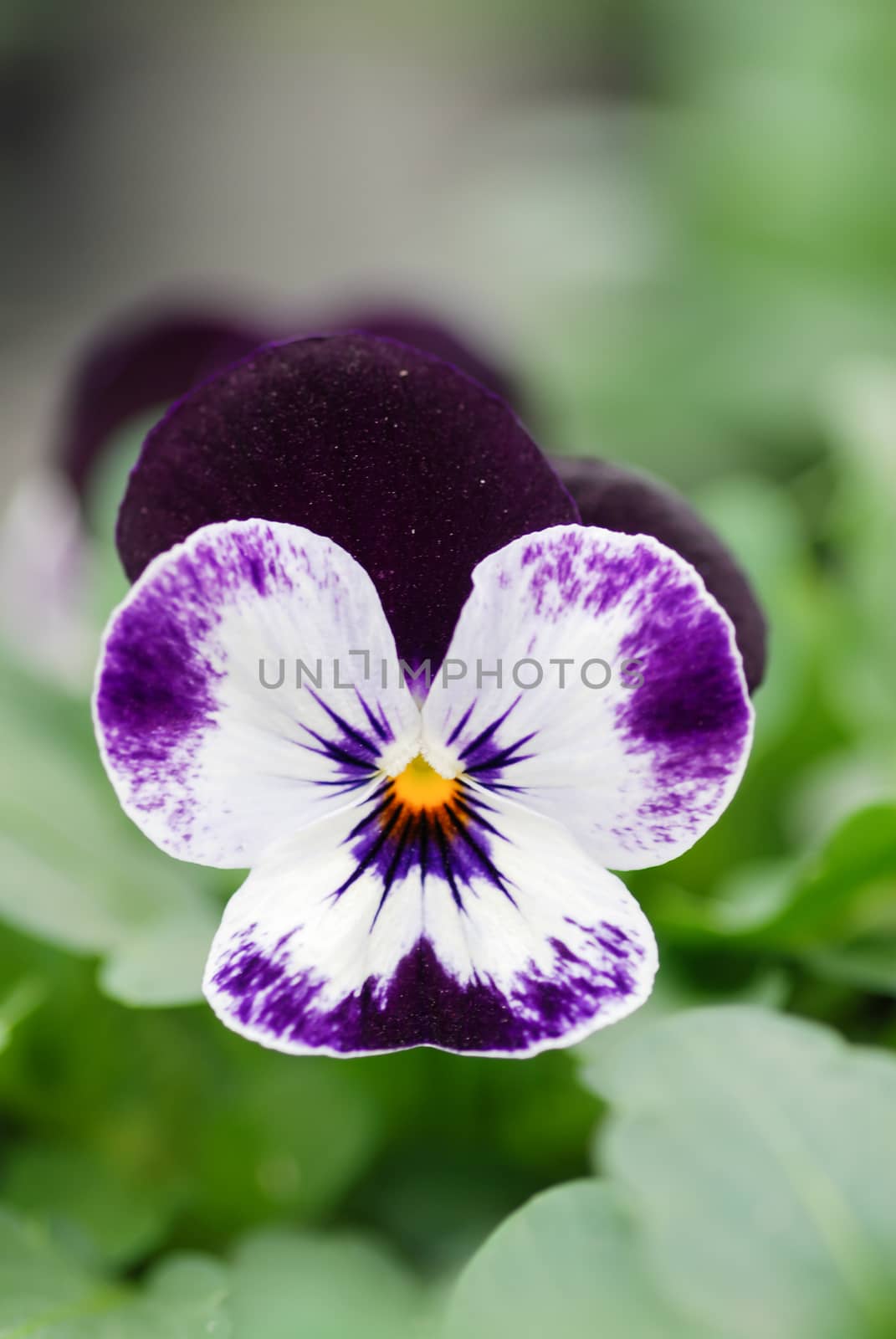 Purple and White Flower Pansies closeup of colorful pansy flower, pot plant. 