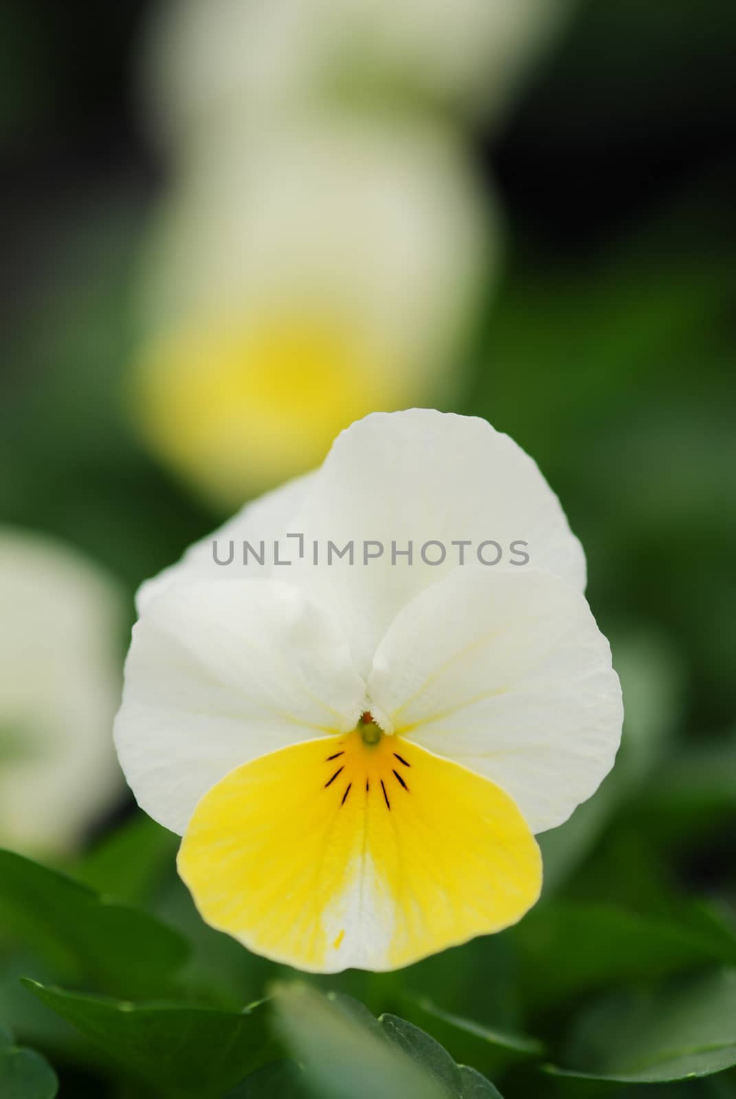 Light Yellow Flower Pansies closeup of colorful pansy flower, pot plant.