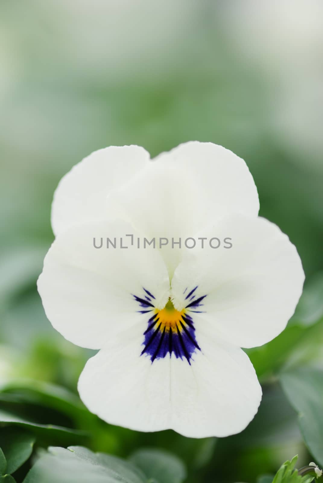 White and Black Flower Pansies closeup of colorful pansy flower, pot plant. 