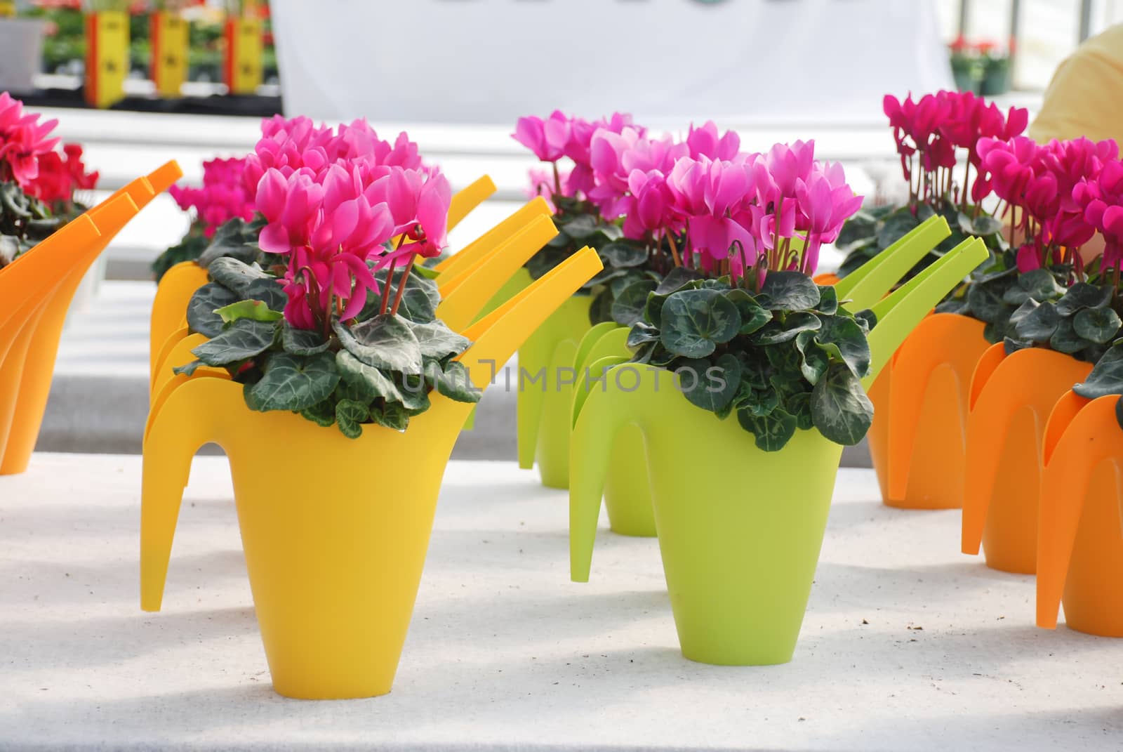 Cyclamen with pot in nursery. Flower greenhouse. Primulaceae Family. Cyclamen persicum.