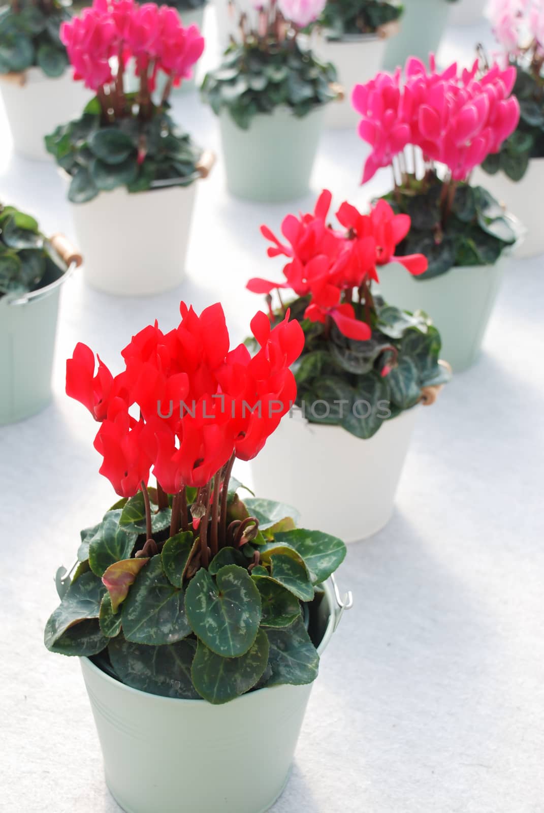 Cyclamen red with white pot in nursery. Flower greenhouse. Primulaceae Family. Cyclamen persicum.