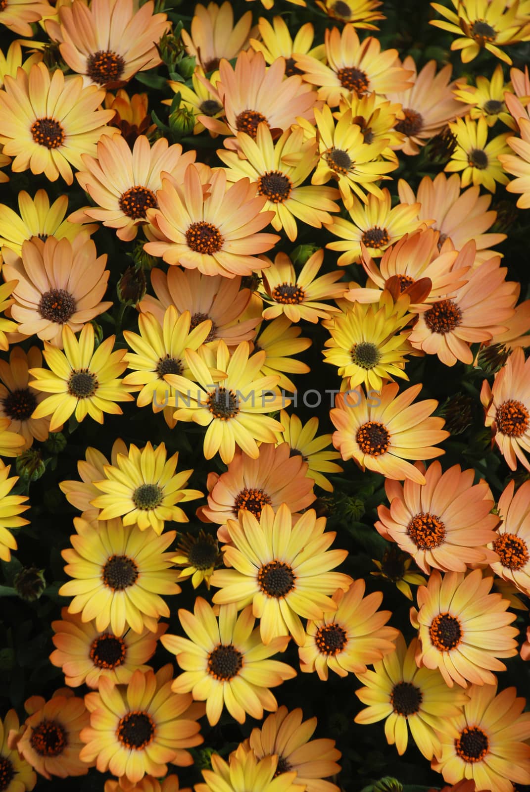 Orange osteospermum or dimorphotheca flowers in the flowerbed by yuiyuize