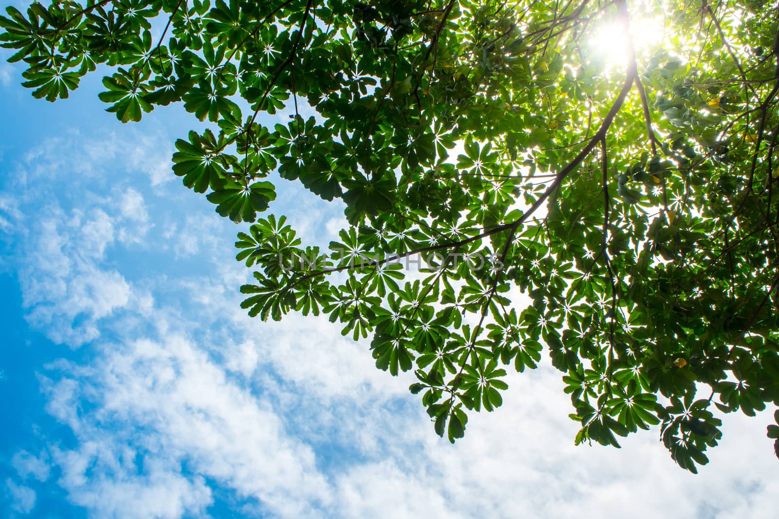 View up to the sky under the tree