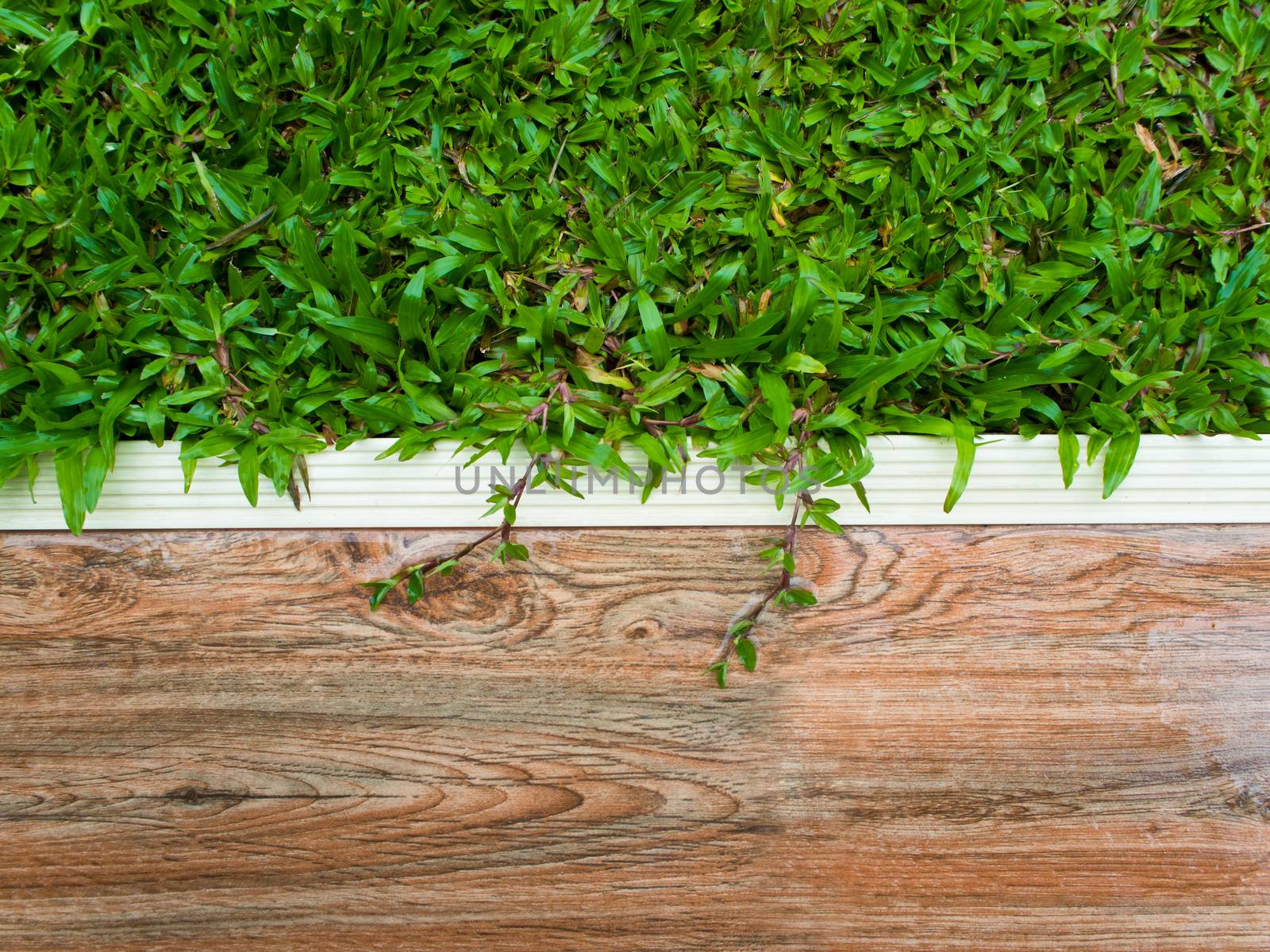 Butt joints of Green grass and Wooden tiles terrace