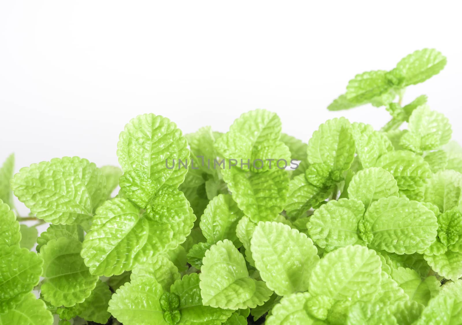 Surface texture on Leaves of ornamental plant as nature background