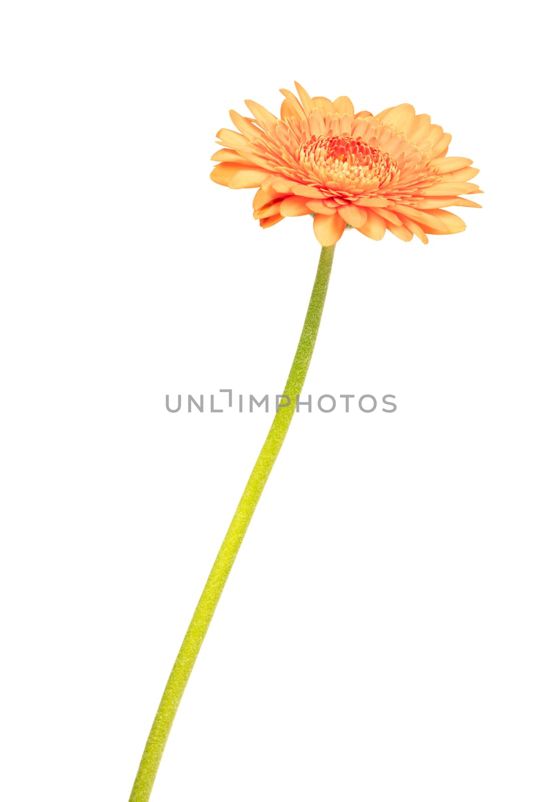 Gerbera flower isolated on a white background, orange