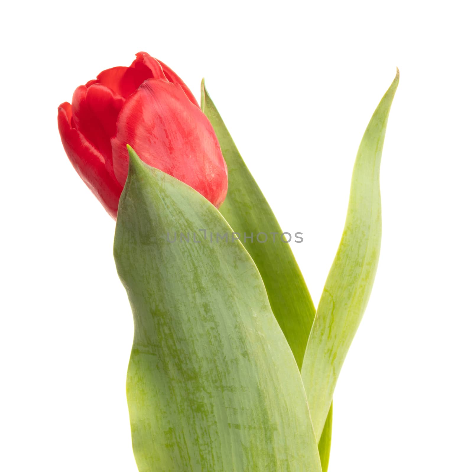 Red tulip isolated on a white background