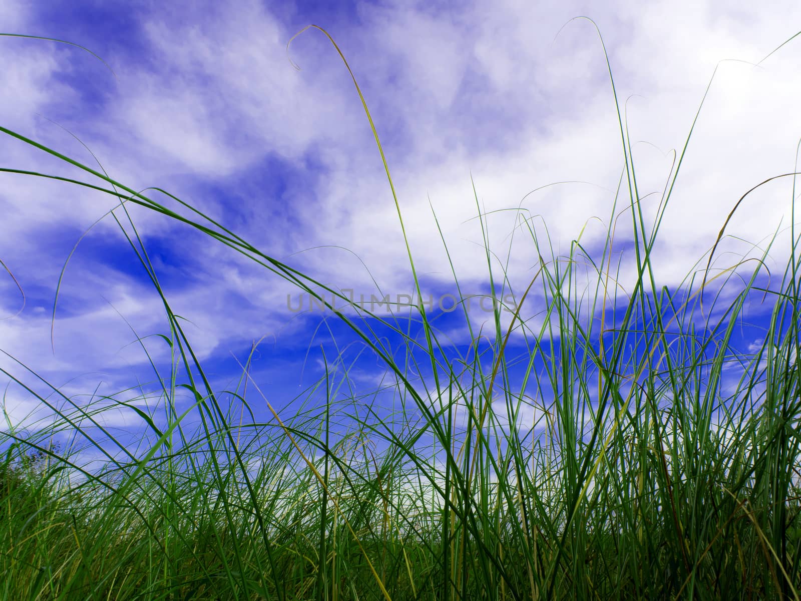 Freshness Vetiver Grass blade in the countryside by Satakorn