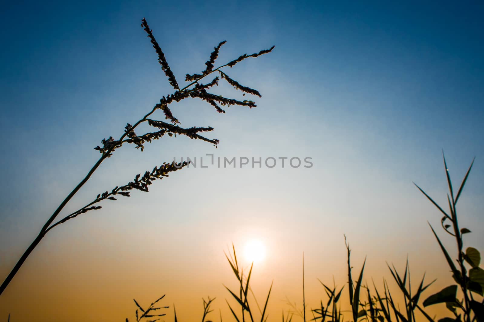 Silhouette Grass flower in colorful evening sky by Satakorn