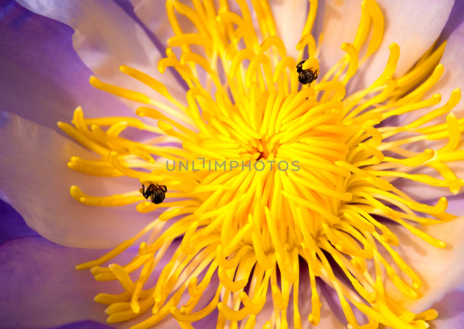 Bee in the blue petal and yellow pollen of water Lily by Satakorn