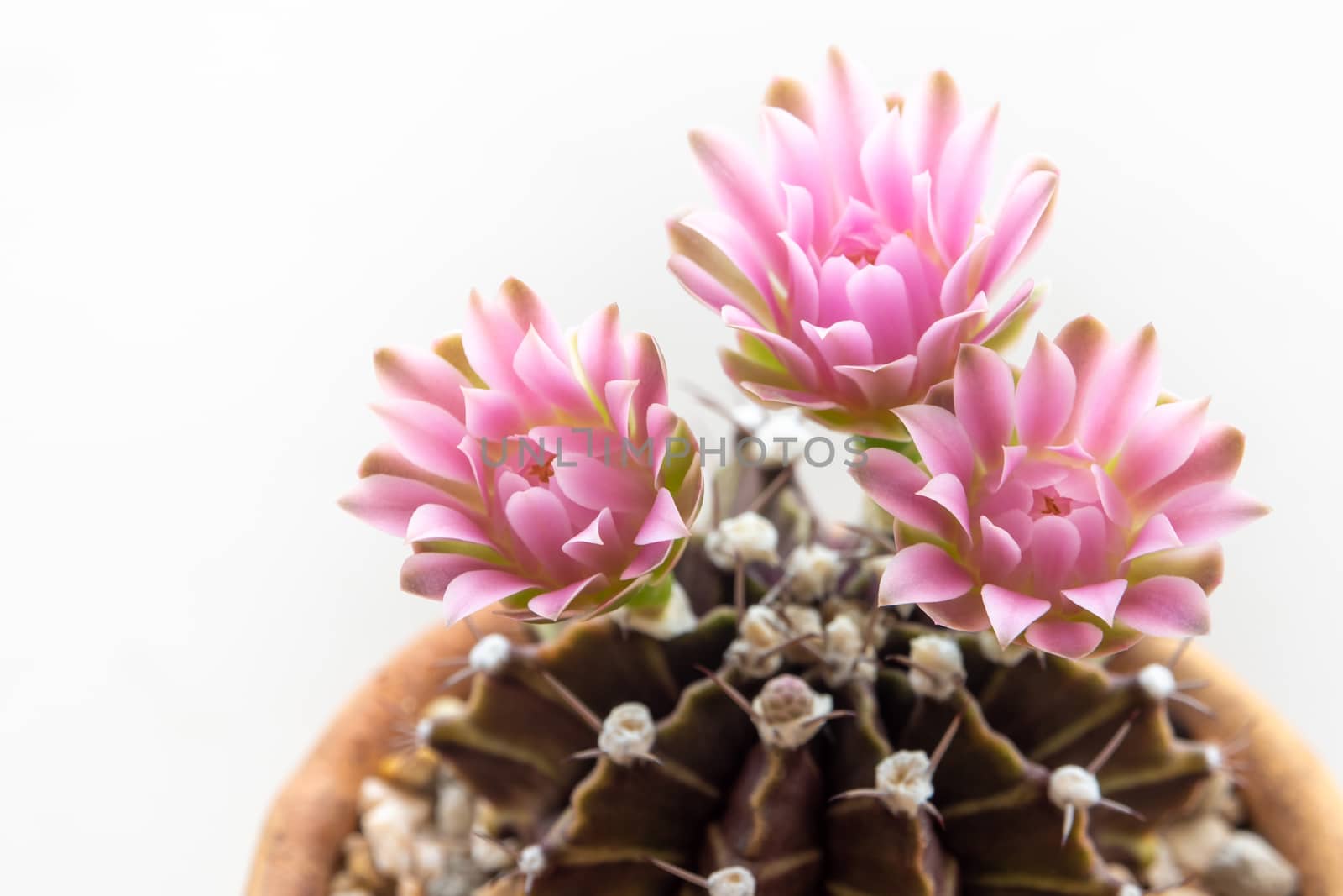 Gymnocalycium Cactus flower,close-up Pink delicate petal flower by Satakorn