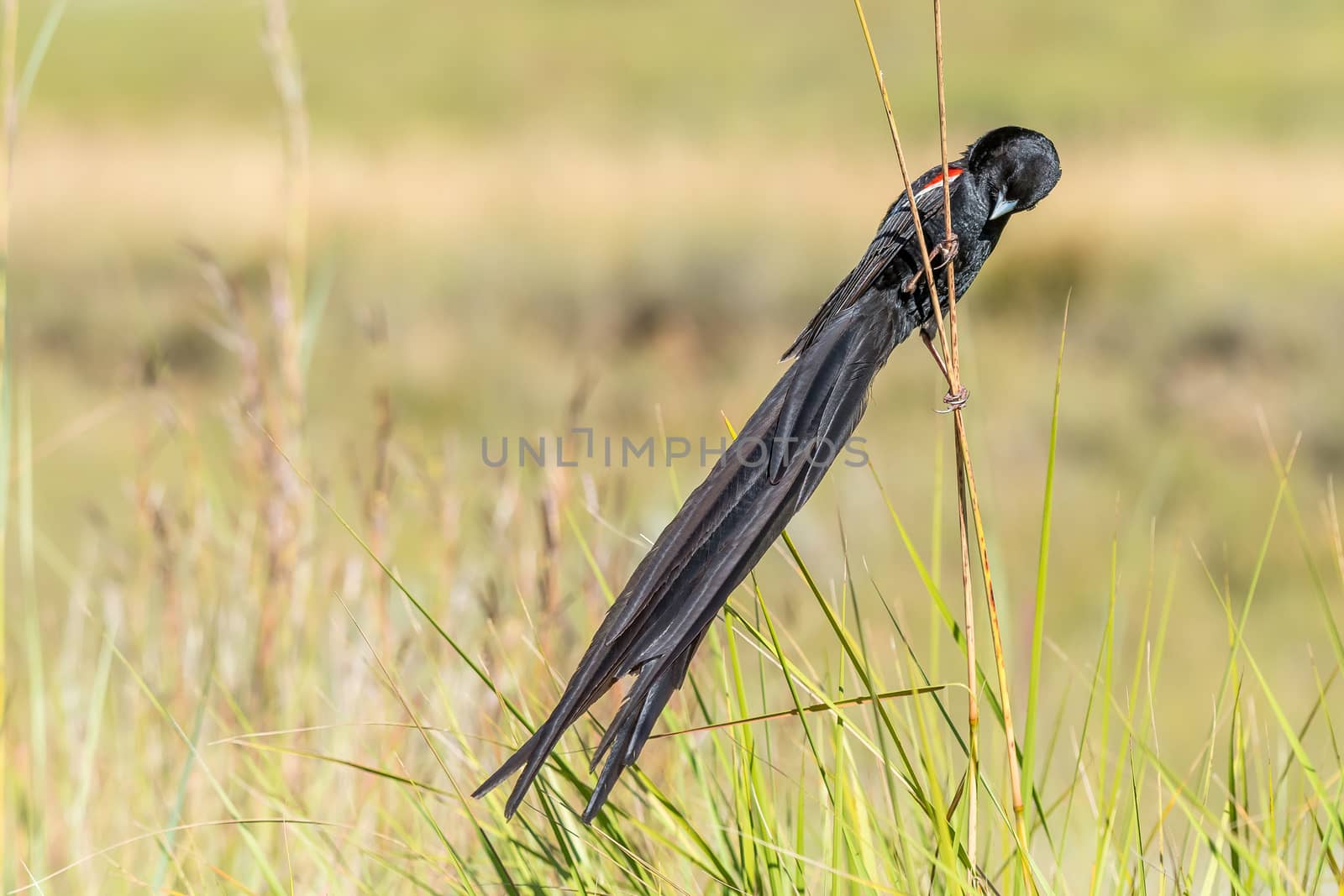 A male Long-tailed Widowbird, Euplectes progne, in breeding colours at Golden Gate