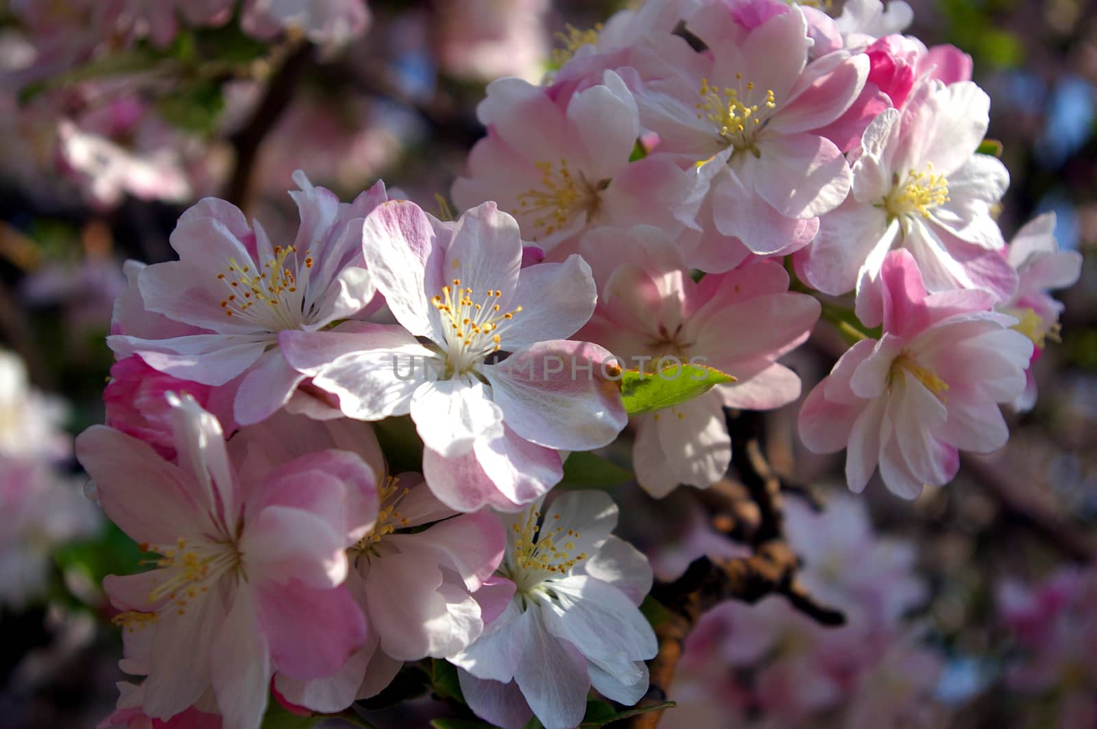 full bloom sakura in china