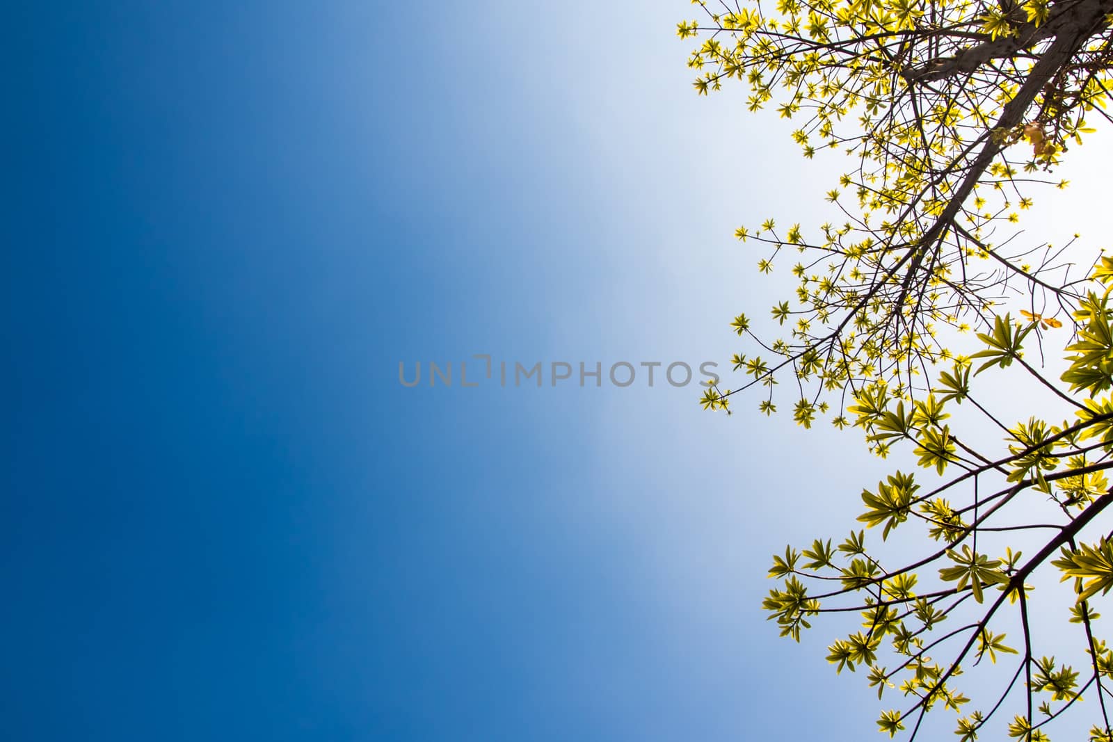 freshness leaves of cannonball tree on blue sky and sunlight background