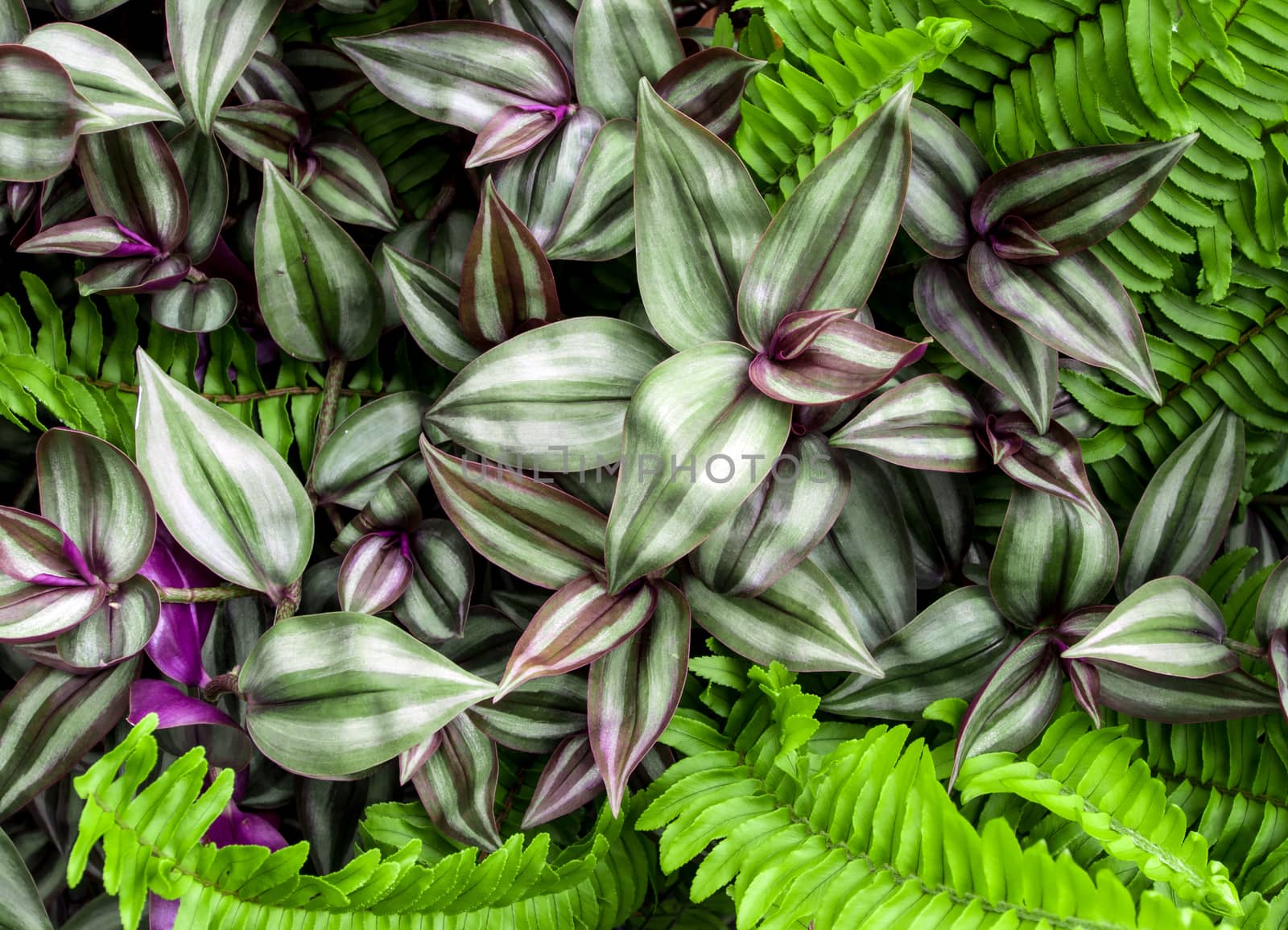 Surface texture on green and purple color leaves of ornamental plant