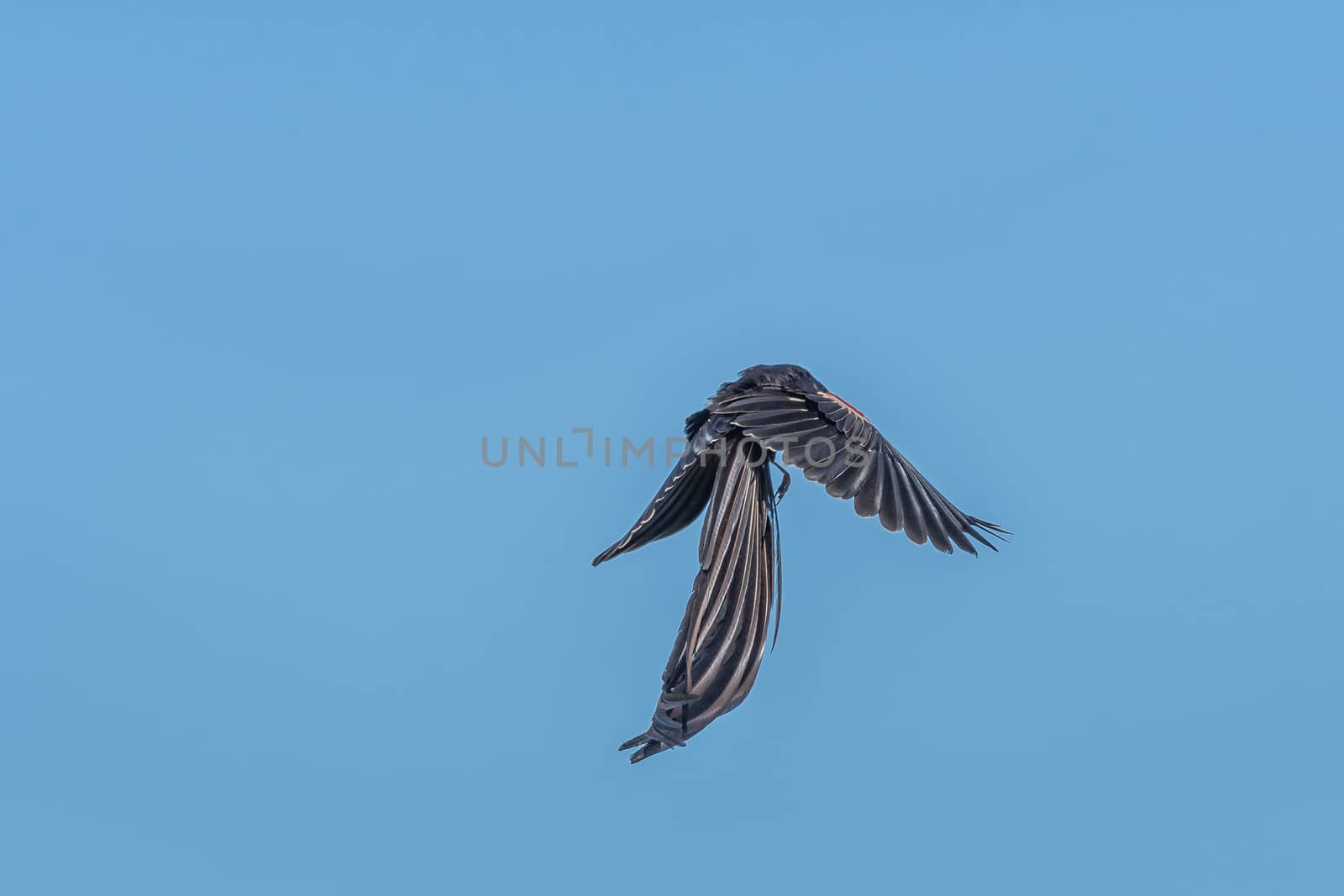 A male Long-tailed Widowbird, Euplectes progne, in breeding colours flying at Golden Gate