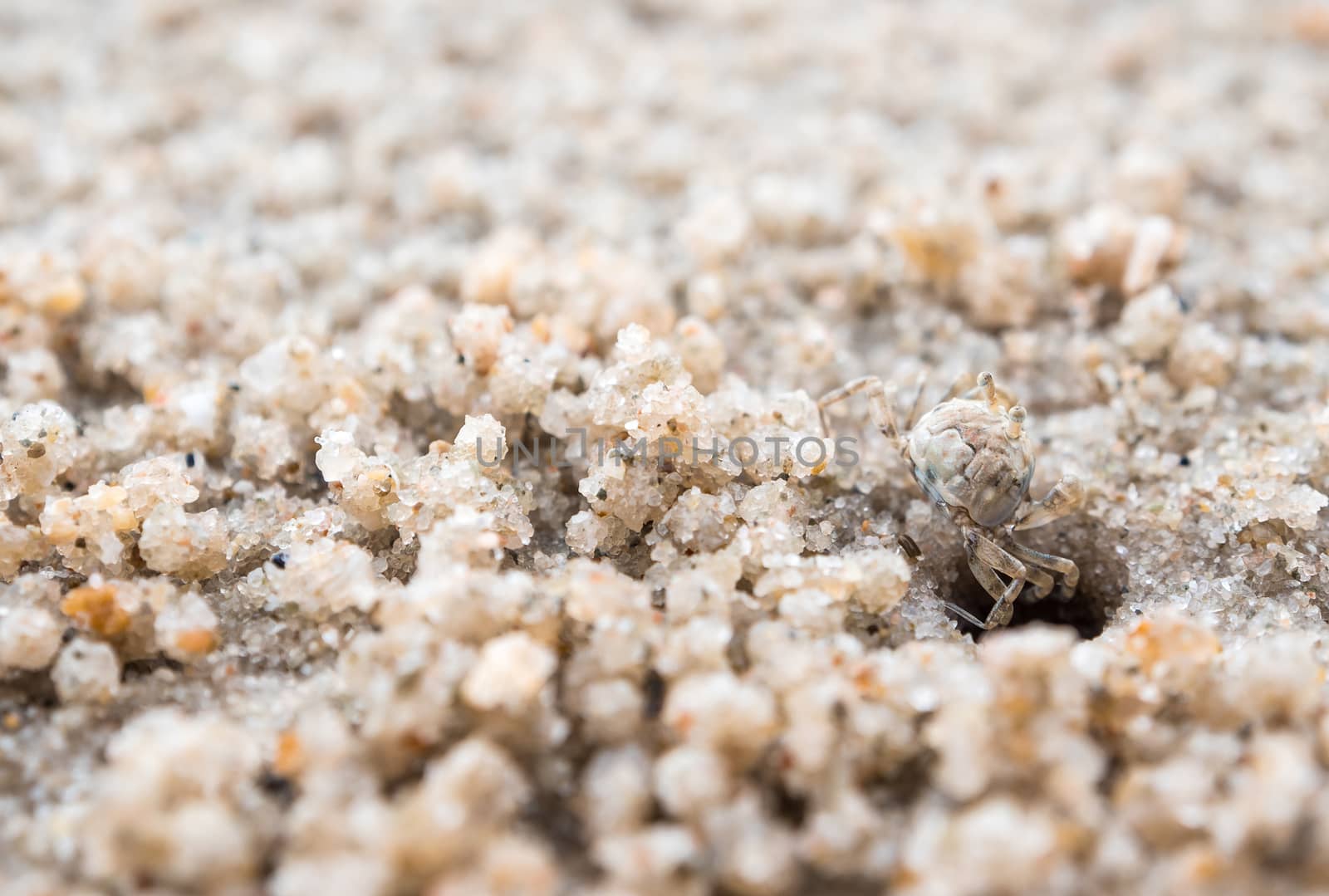 Ghost crab eating on sand beach, Close to their holes by Satakorn