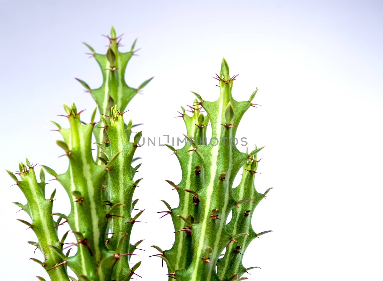 Succulent Euphorbia knuthii cactus on the white background, houseplant for room decoration