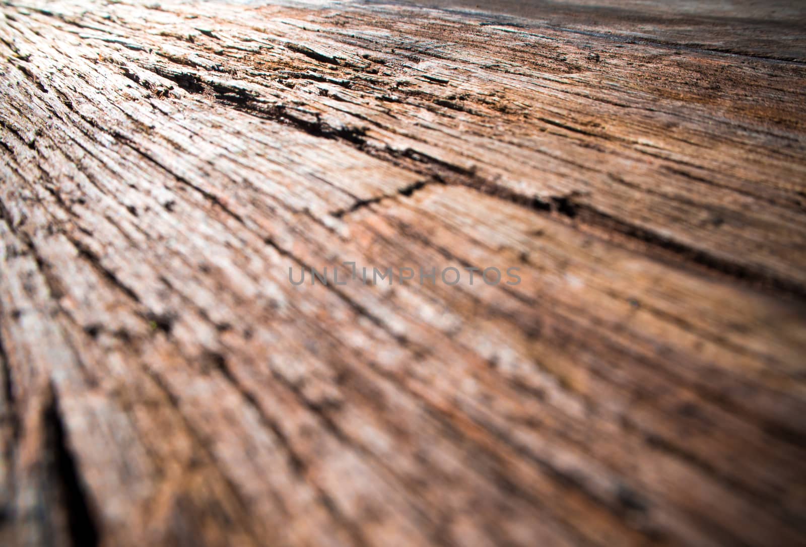 Close up to old stump surface texture, wooden texture by Satakorn