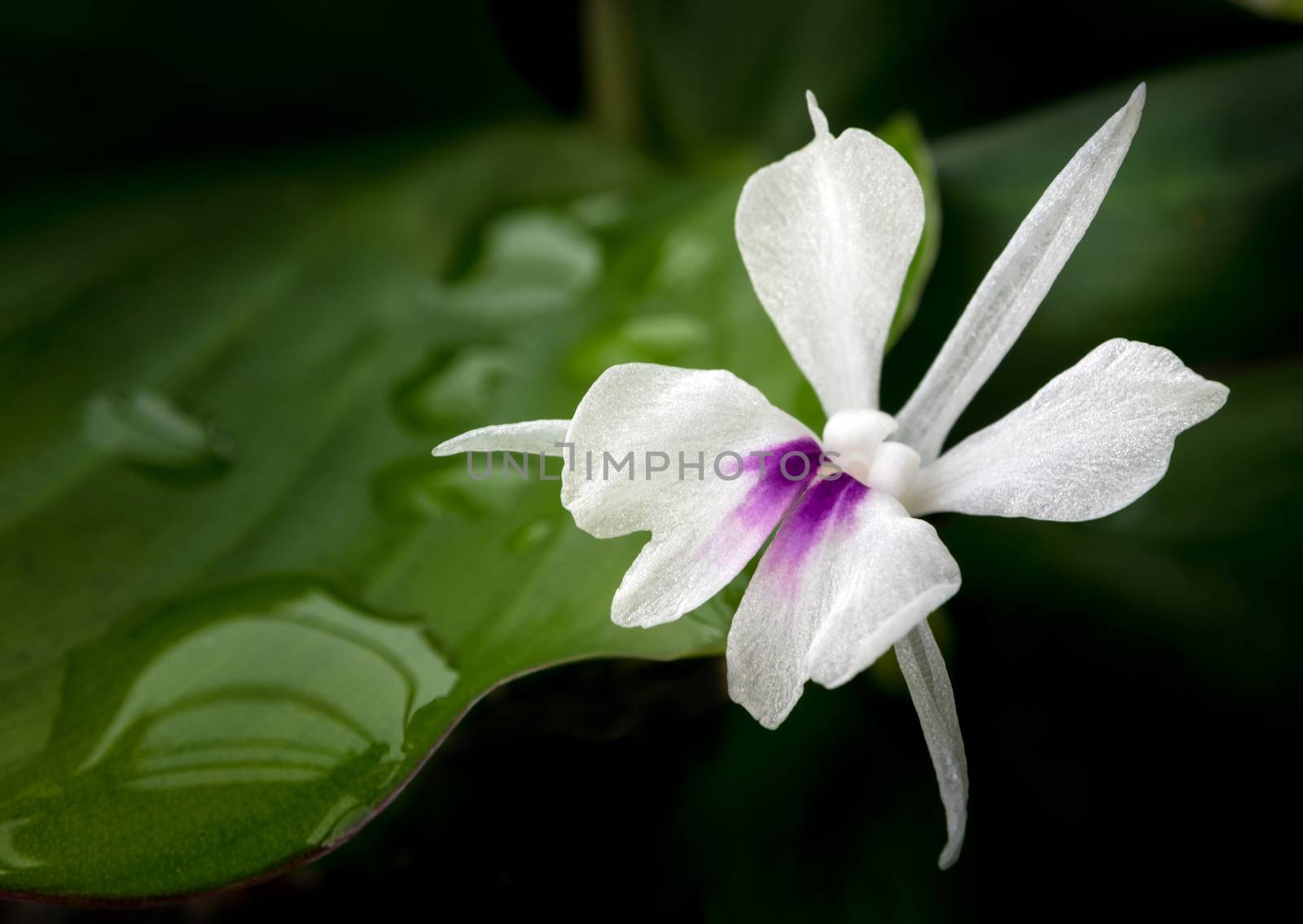 Freshness green leaves and white petal of Aromatic ginger flower