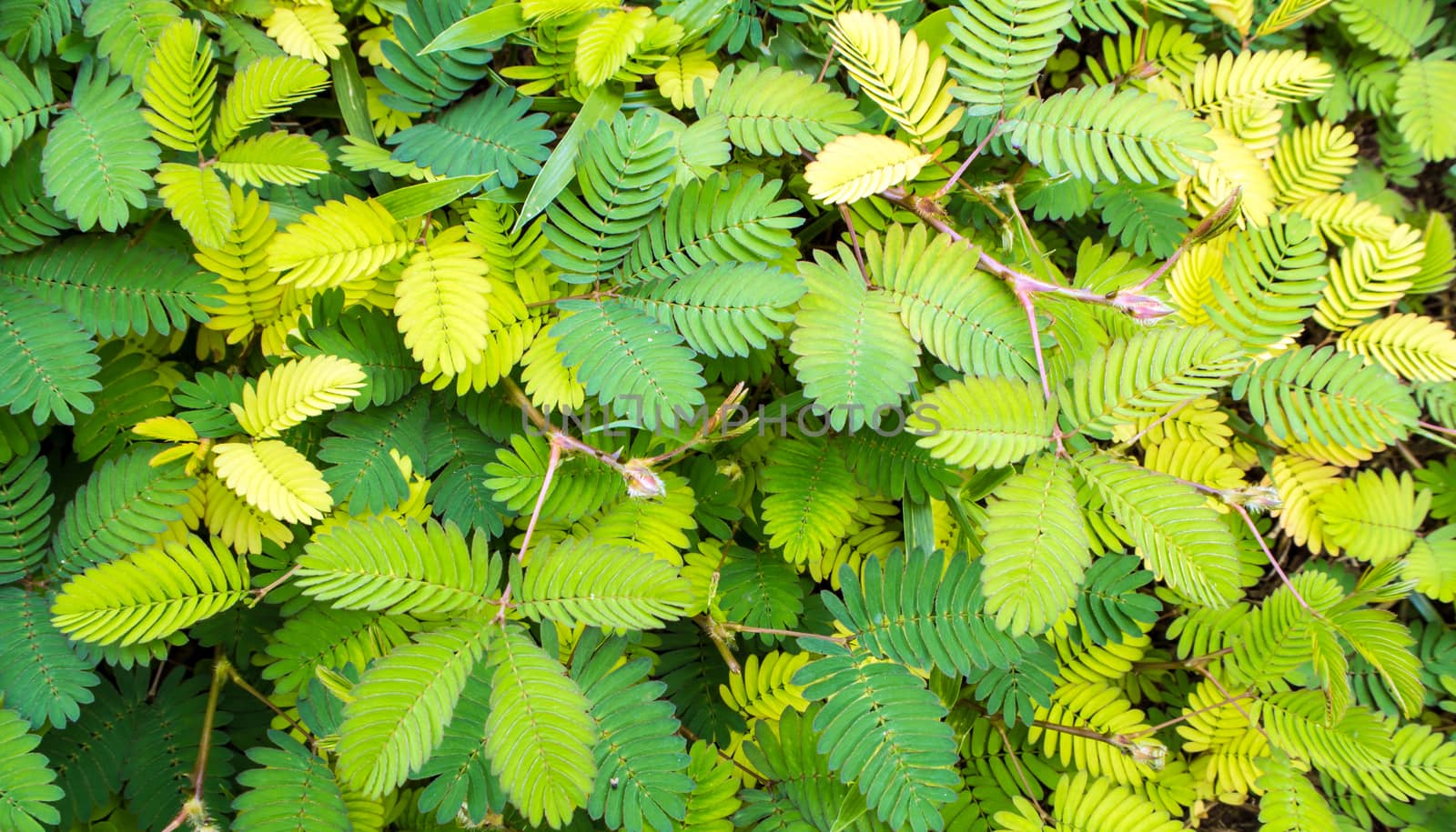 Leaves of Mimosa pudica sensitive plant, sleepy plant
