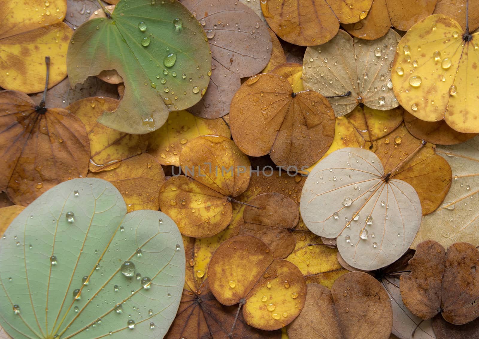 Colorful of leaves fall from Butterfly tree in Autumn