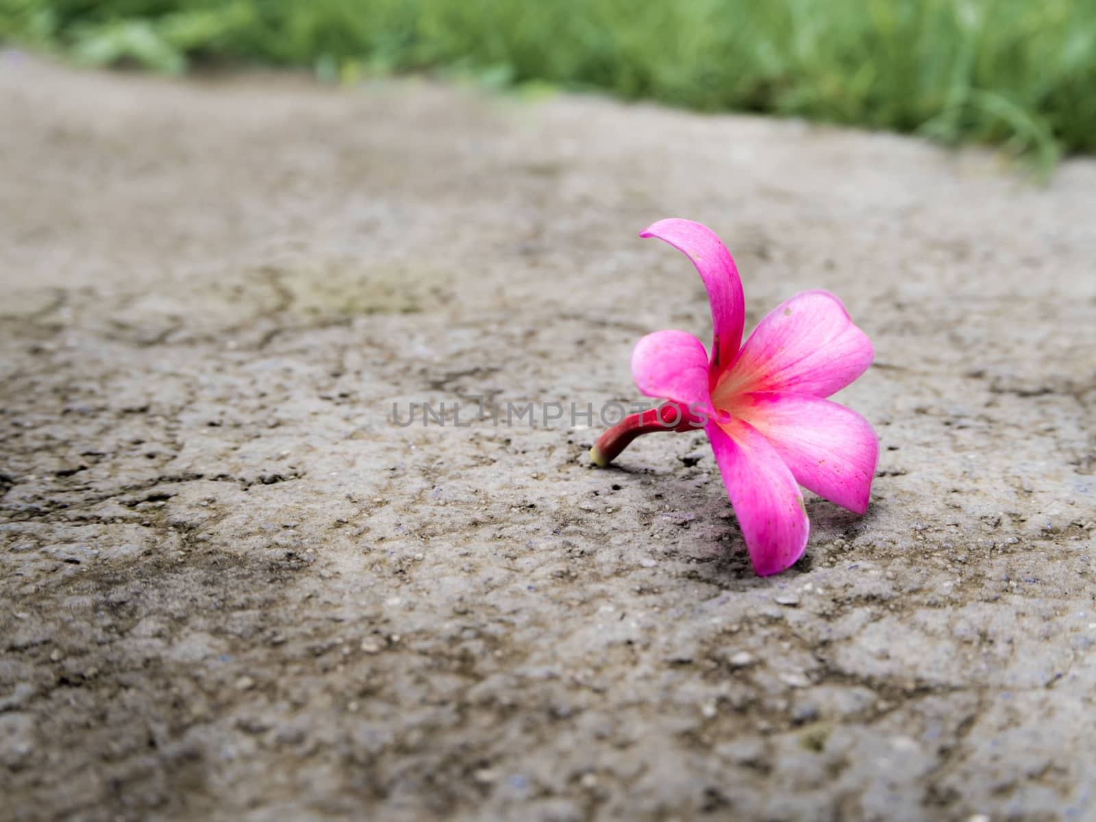 Pink Frangipani flowers fall on concrete floor