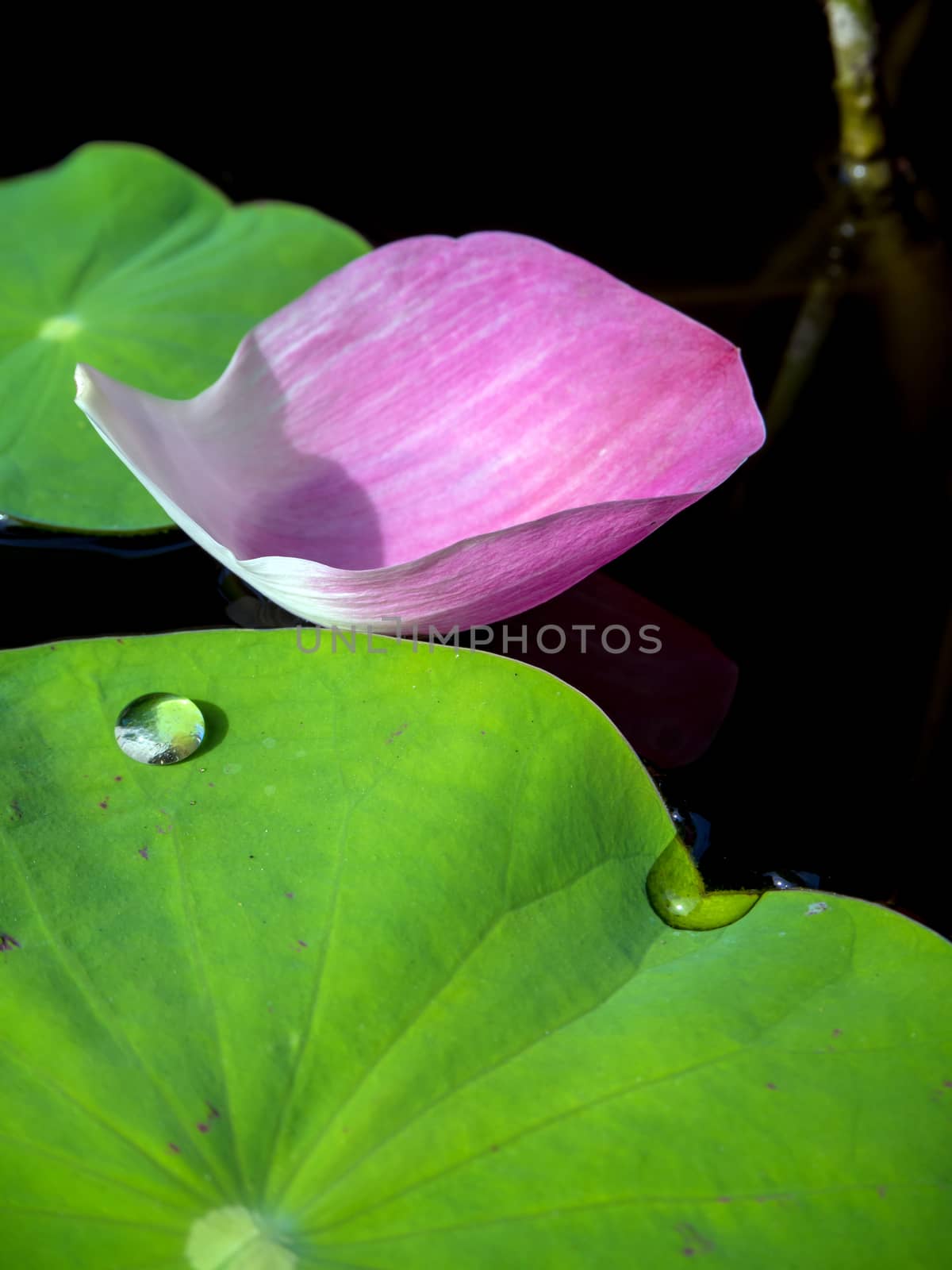 Water dew on lotus leaf by Satakorn