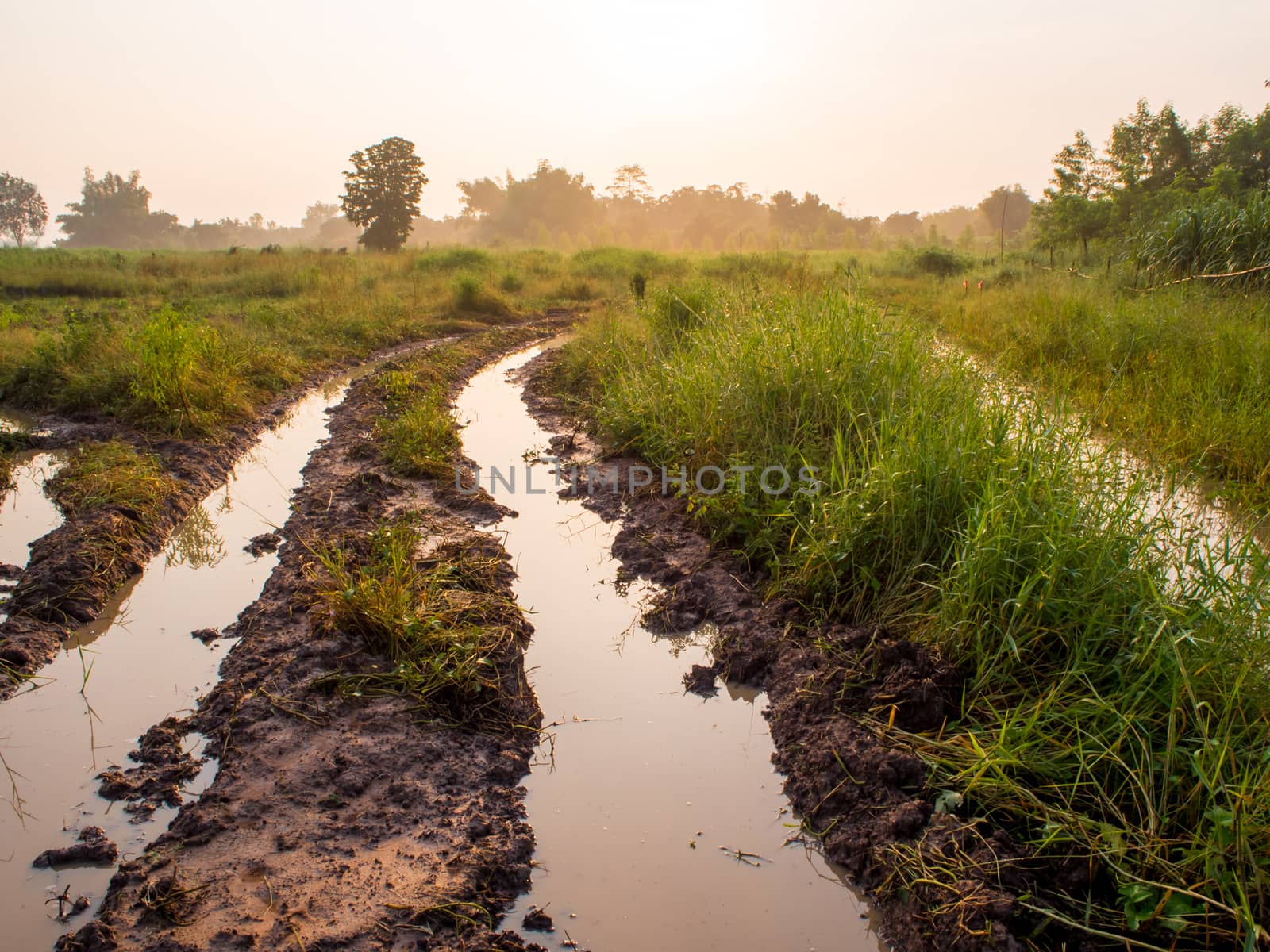 Golden light of morning sun on the grassland by Satakorn