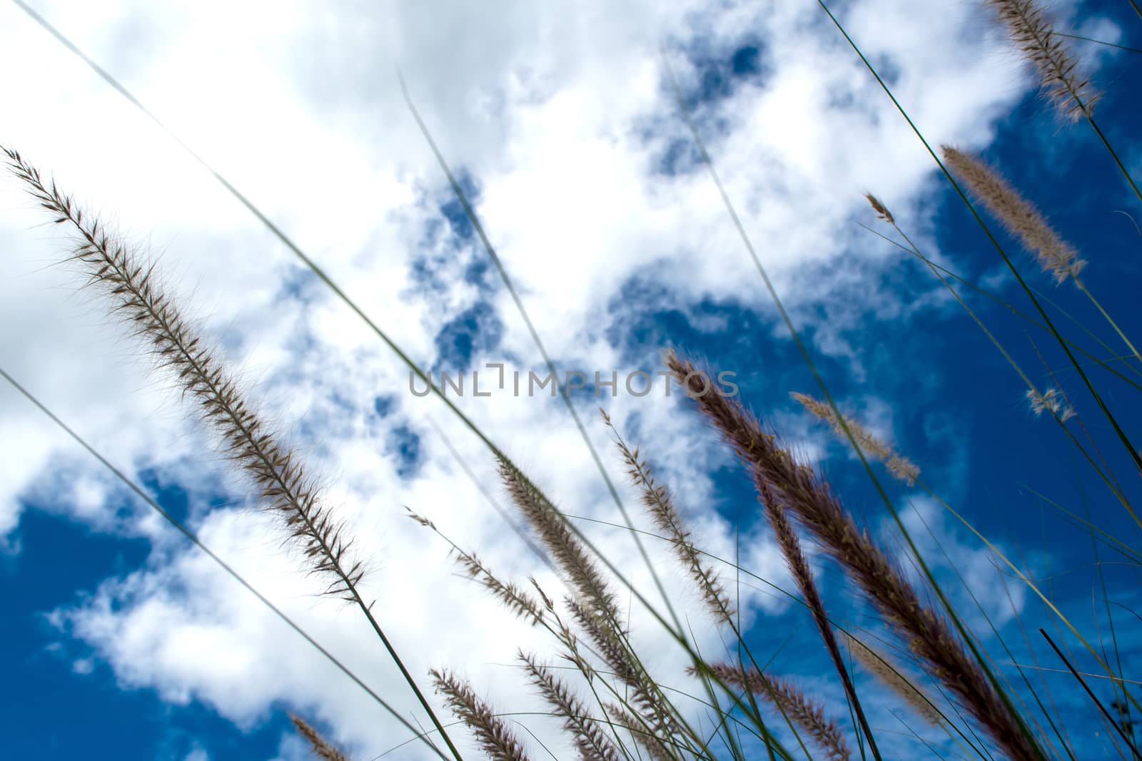 Grass flower in wind / blue sky background by Satakorn