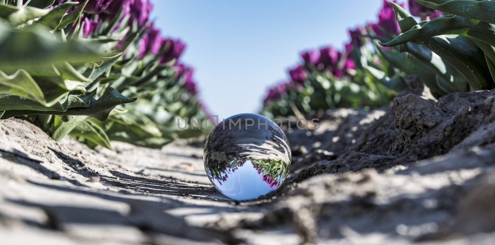 dutch tulips fields in purple seen through glass sphere on the ground