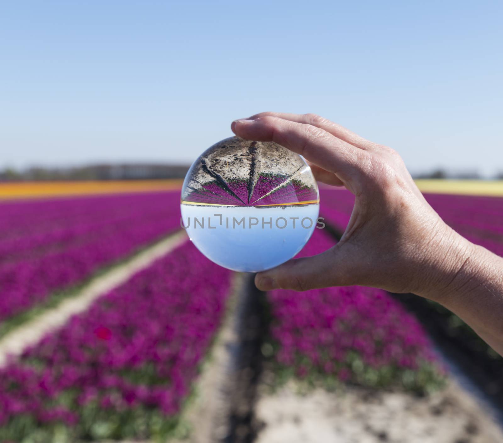 dutch tulips fields in purple seen through glass sphere ball in womans hand