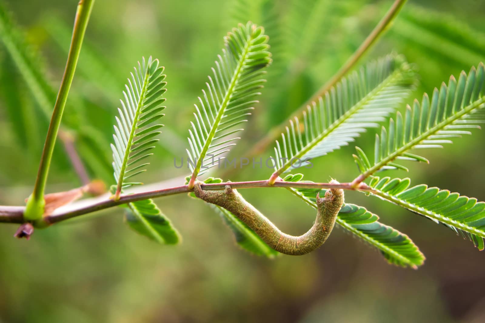 Brown chrysalid on the branche of mimosa pudica