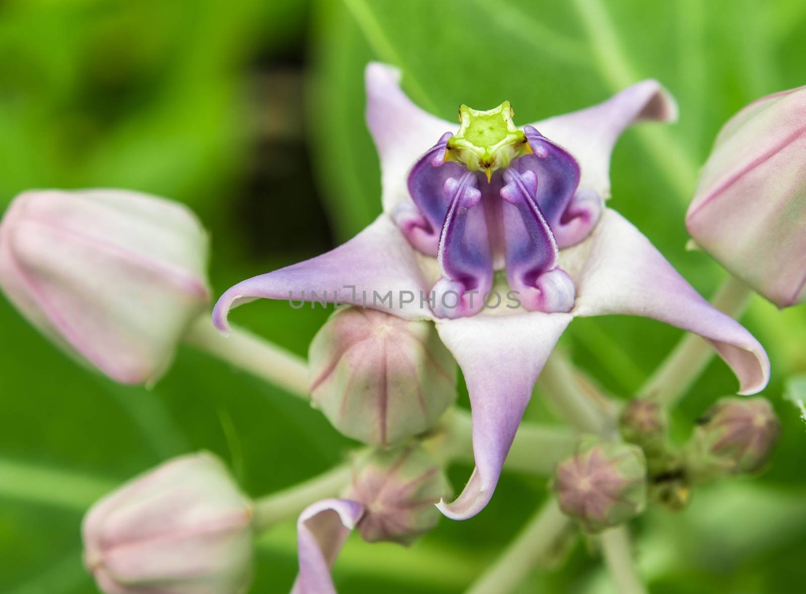 Purple crown flower in the garden by Satakorn