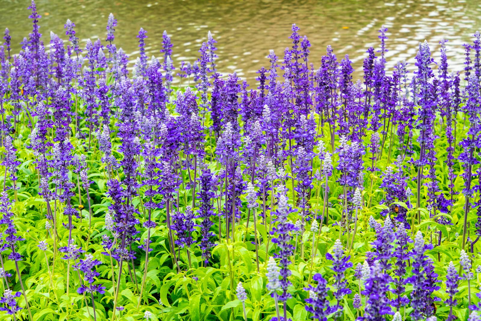 Flower bed of Blue Salvia, small blue flowers by Satakorn